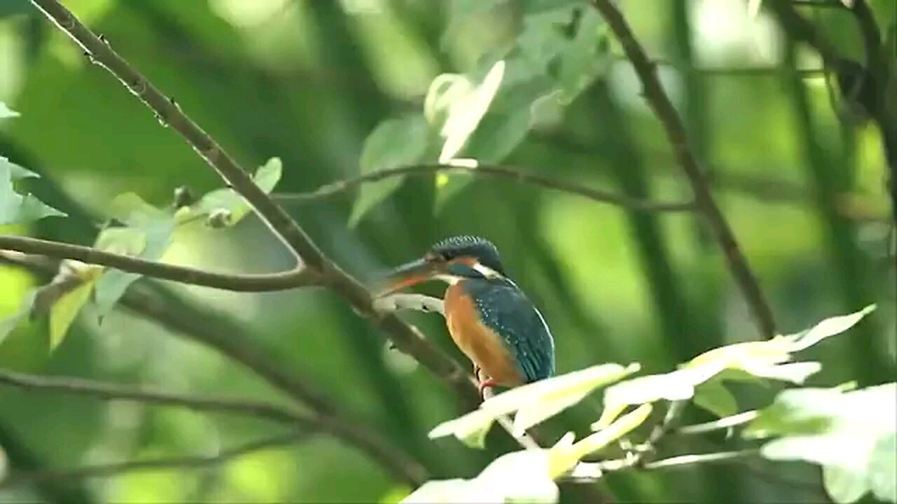 beautiful bird 4