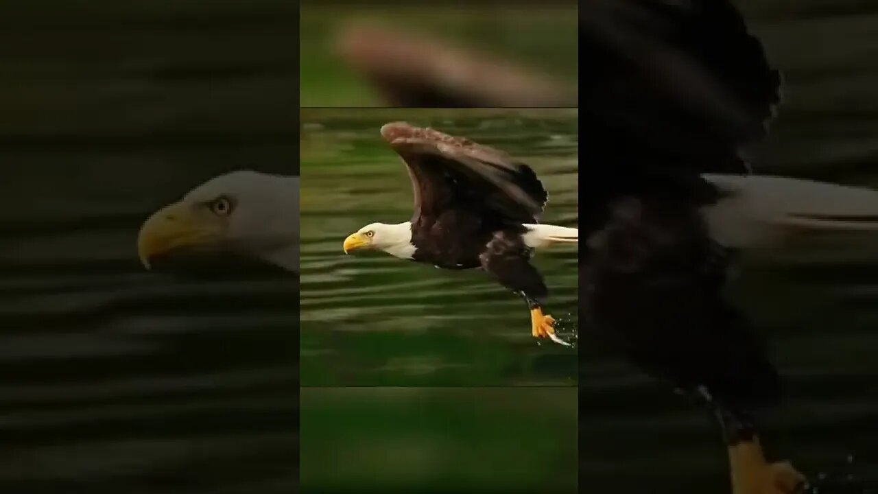 Hd capture of the amazing moment of # Bald Eagle fishing