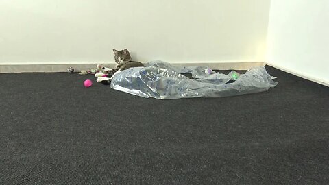 A New Toy for the Cat