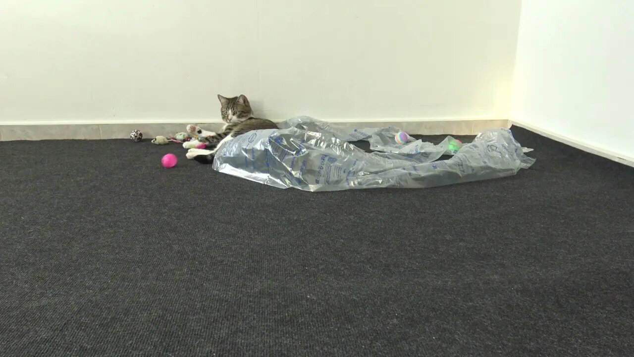 A New Toy for the Cat