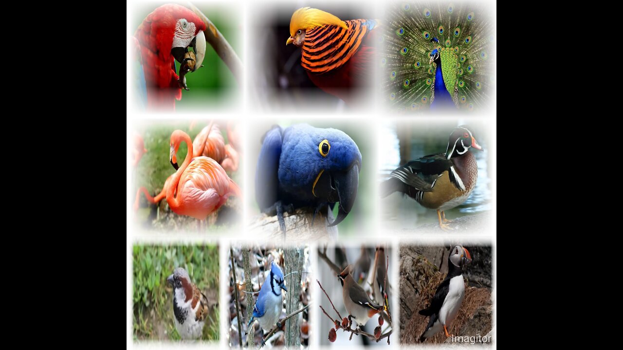 Beutiful birds voice ringtones