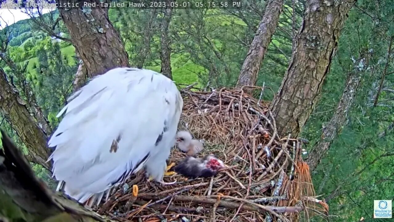 Adorable Hawklet Eats Dinner 🐥 05/01/23 05:07