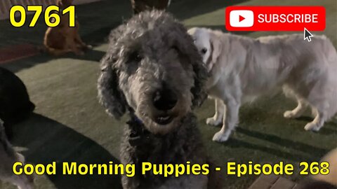 [0761] GOOD MORNING PUPPIES - EPISODE 268 [#dogs #doggos #doggies #puppies #dogdaycare]