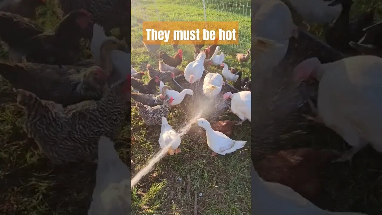 just a good old-fashioned pool party #chicken #homestead #turkey #duck #video #shorts #chickenfarm