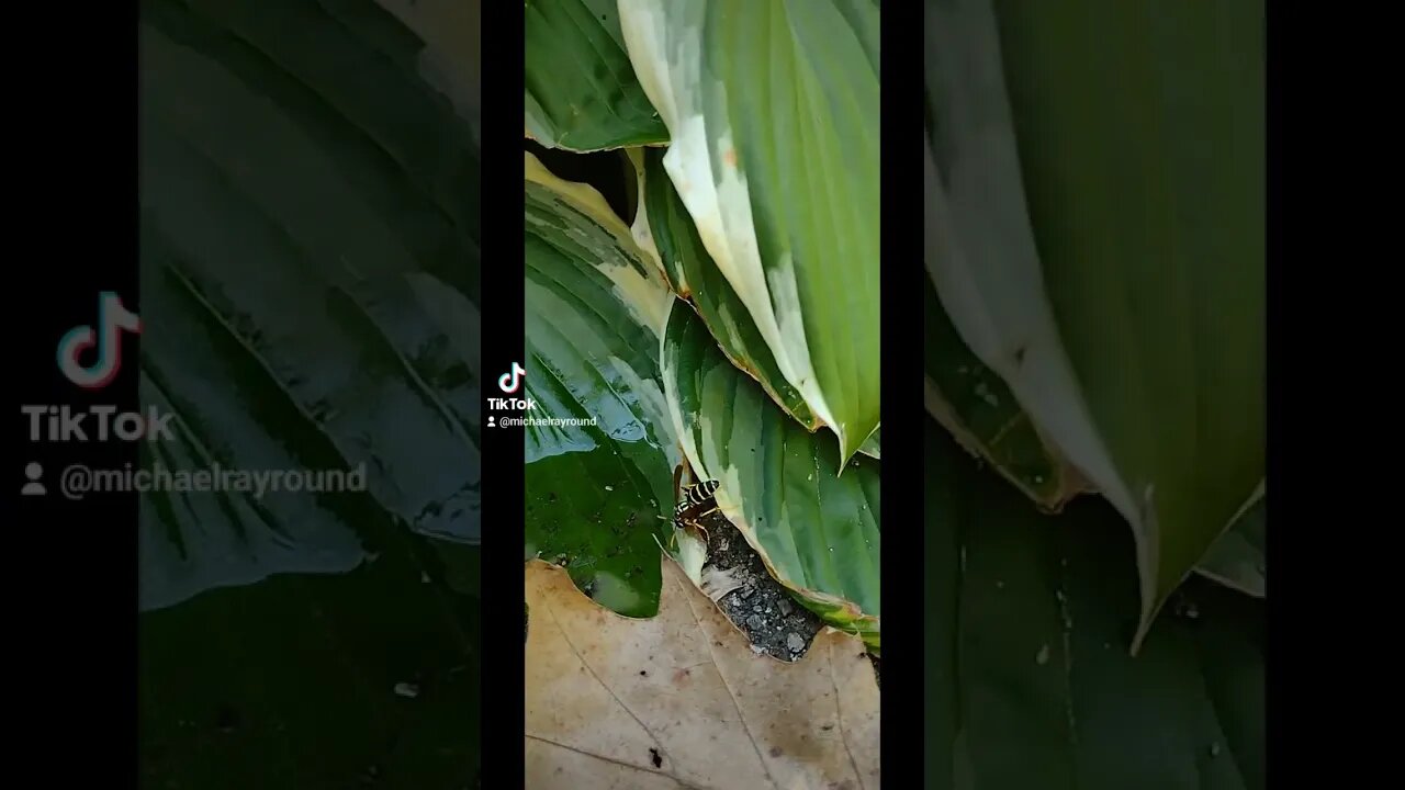 🐝 Yellowjacket drinks from Leaf 🌿 #shorts