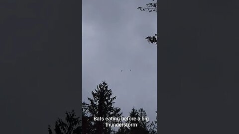 bats having a snack before a big thunderstorm