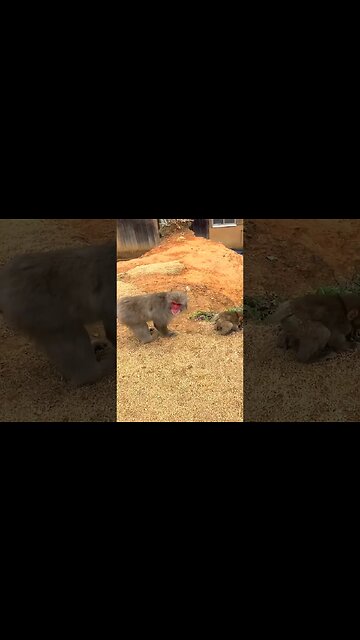 Inside Japan’s Best Monkey Park