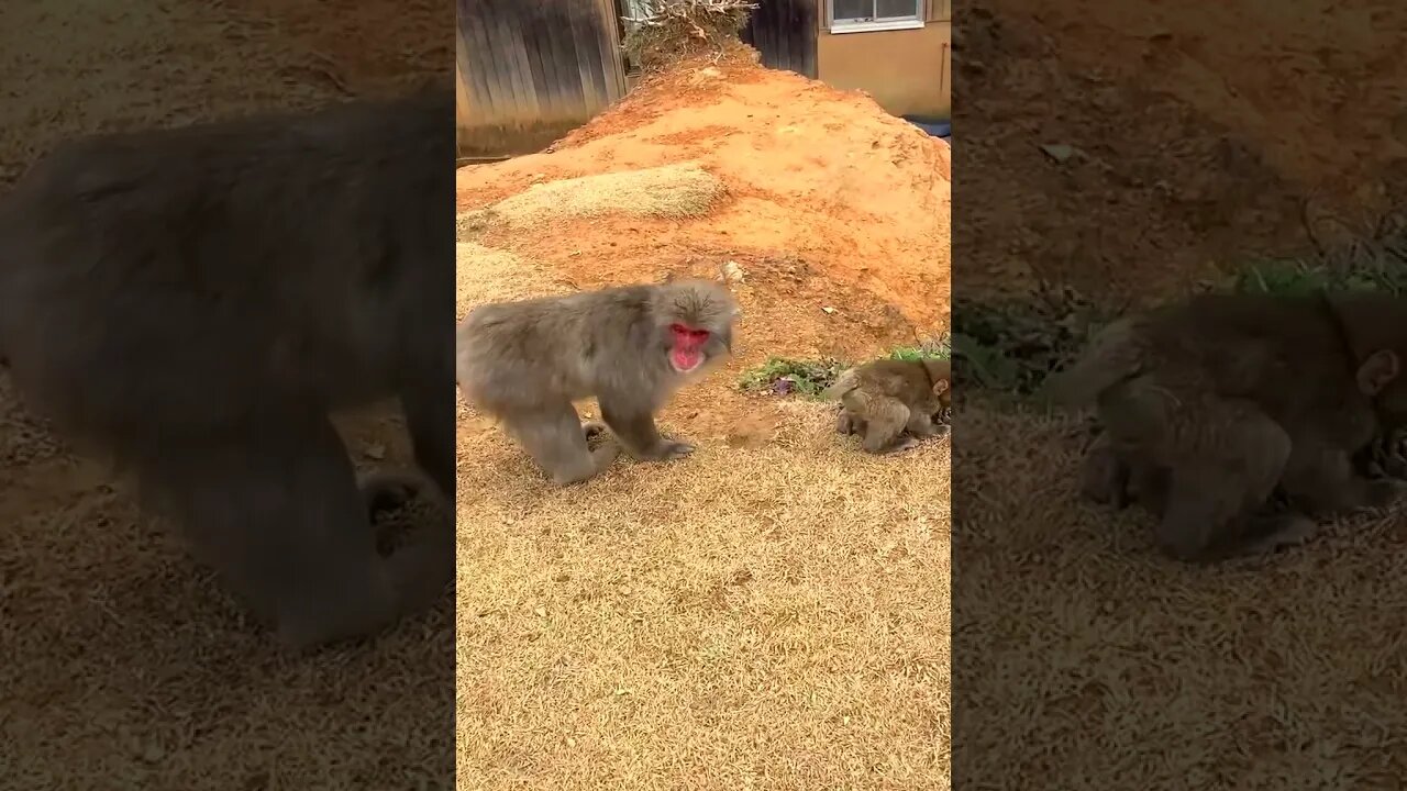 Inside Japan’s Best Monkey Park