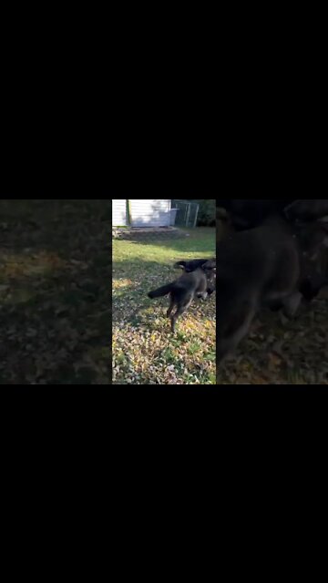 8 Weeks Old To 6 Months. #lycanshepherd #shepherdmix #puppy