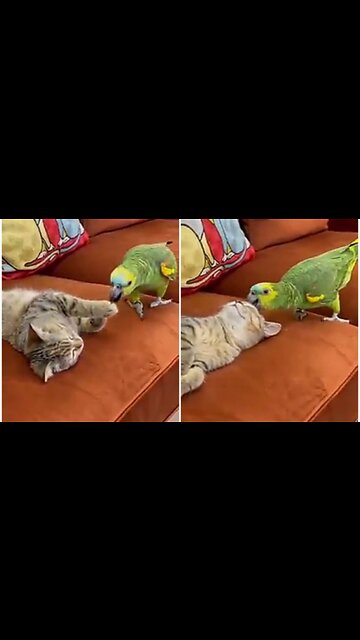 Cute cat and parrot showing great love to each other