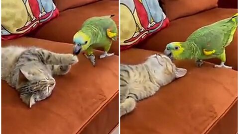 Cute cat and parrot showing great love to each other