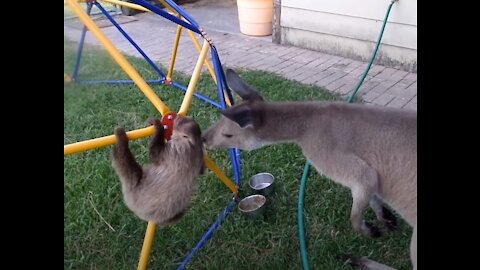 Cutest Baby Sloths Being Sloths!