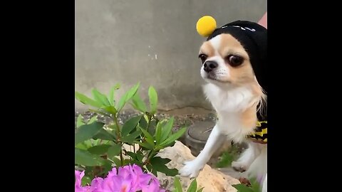 Funny Dog Puppies 😂 These Funny 🐱 Dog Videos #shortsvideo #viral #shorts