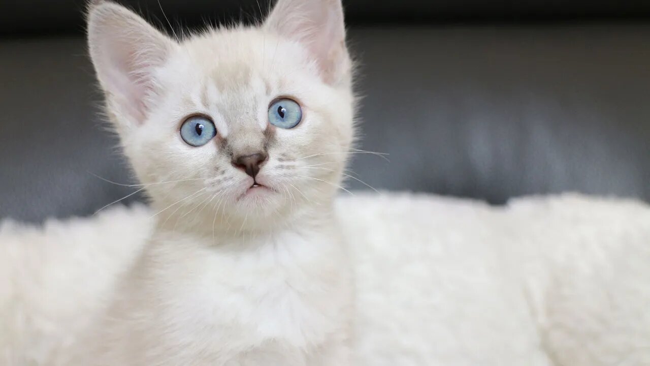 Top 10 Things You Didn't Know About Kittens