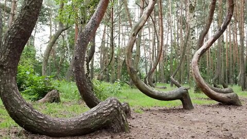 12 Most Strange And Incredible Finds In The Forest-10