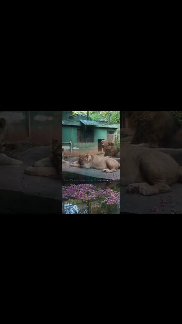 Lions resting at the zoo🥰
