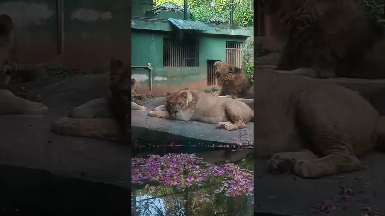 Lions resting at the zoo🥰