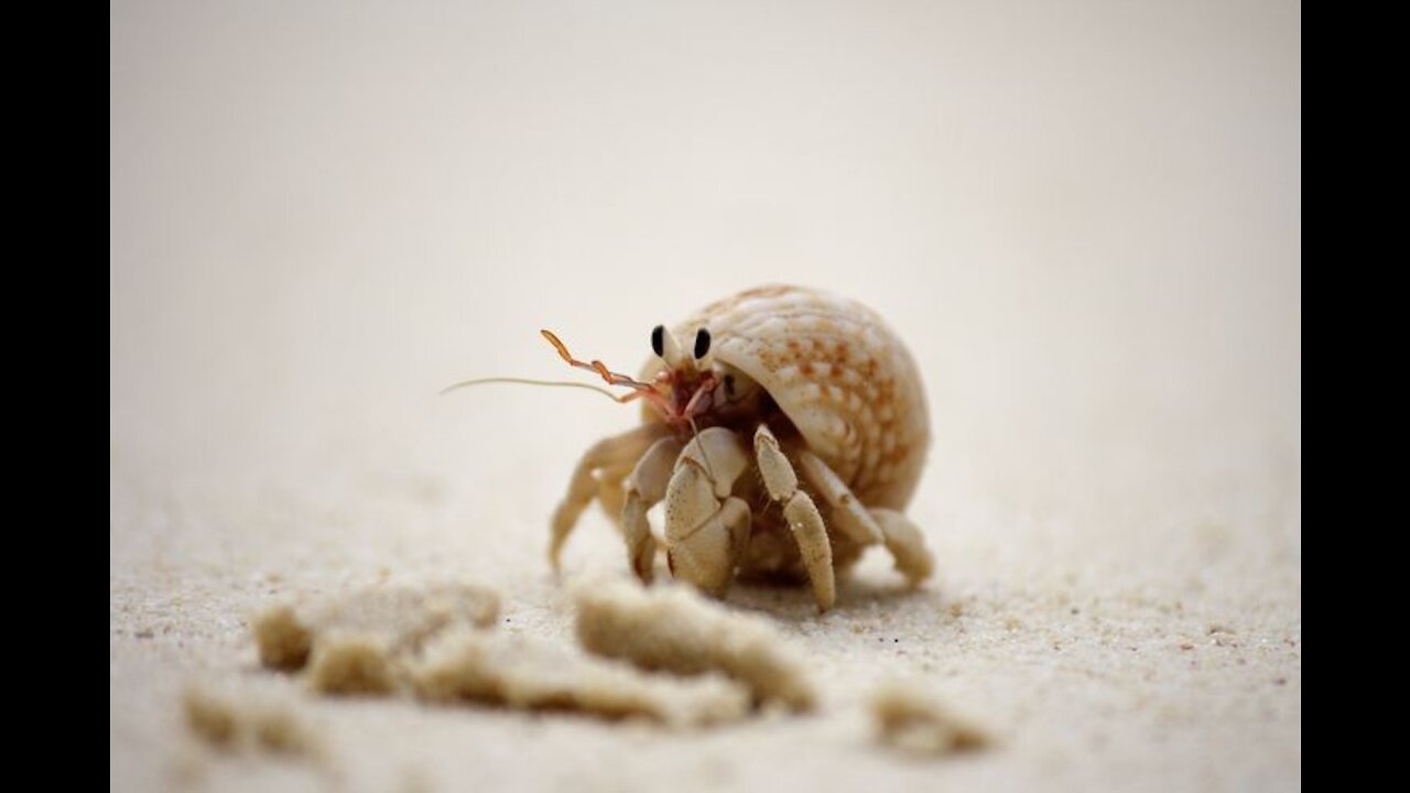 Cute Hermit Crab runs towards the sea 😍