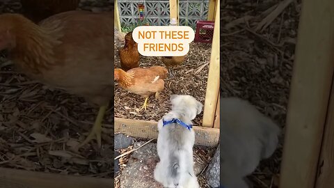 Farm friends #backyardchickens #chicken #homesteading #farmlife #homestead #rabbit #dogs