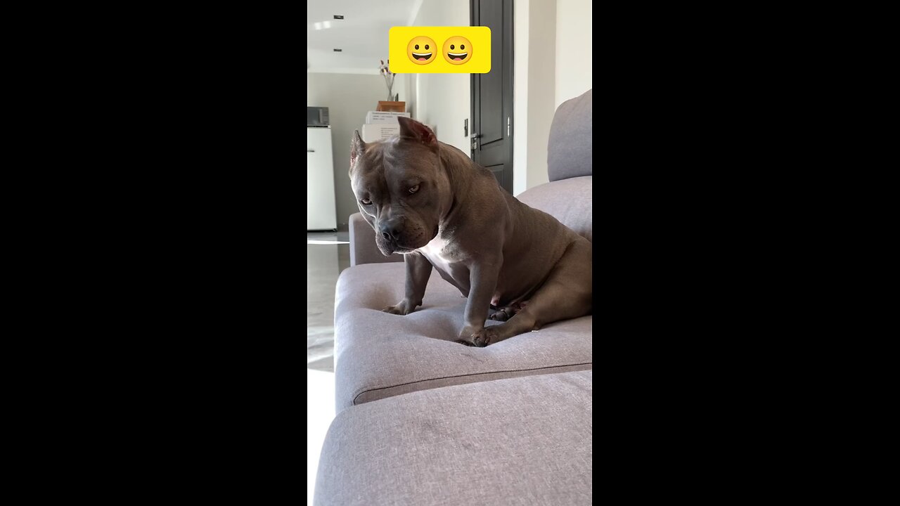 funny bully dog🐕