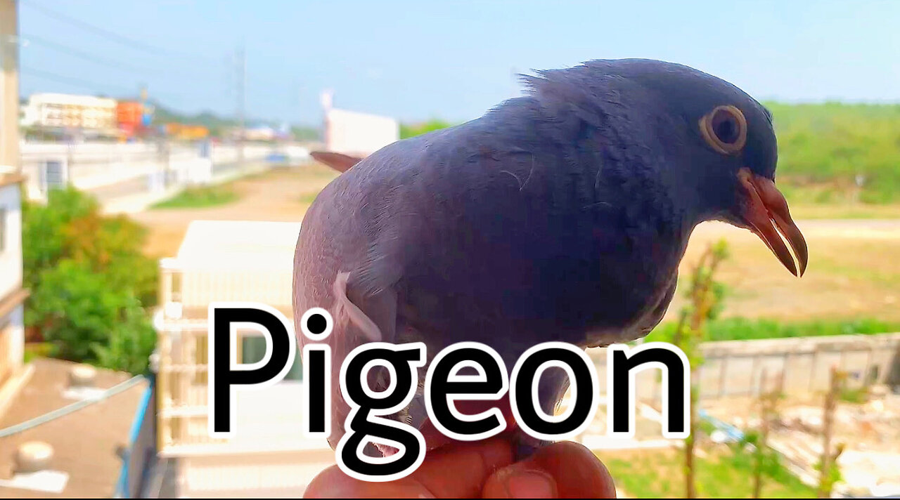 Pigeon