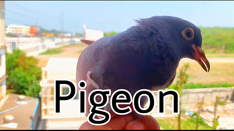 Pigeon