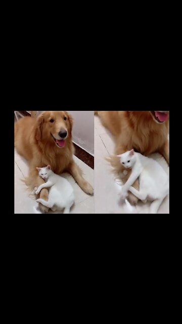 Cat, it becomes a dog owner and does not let anyone trick.