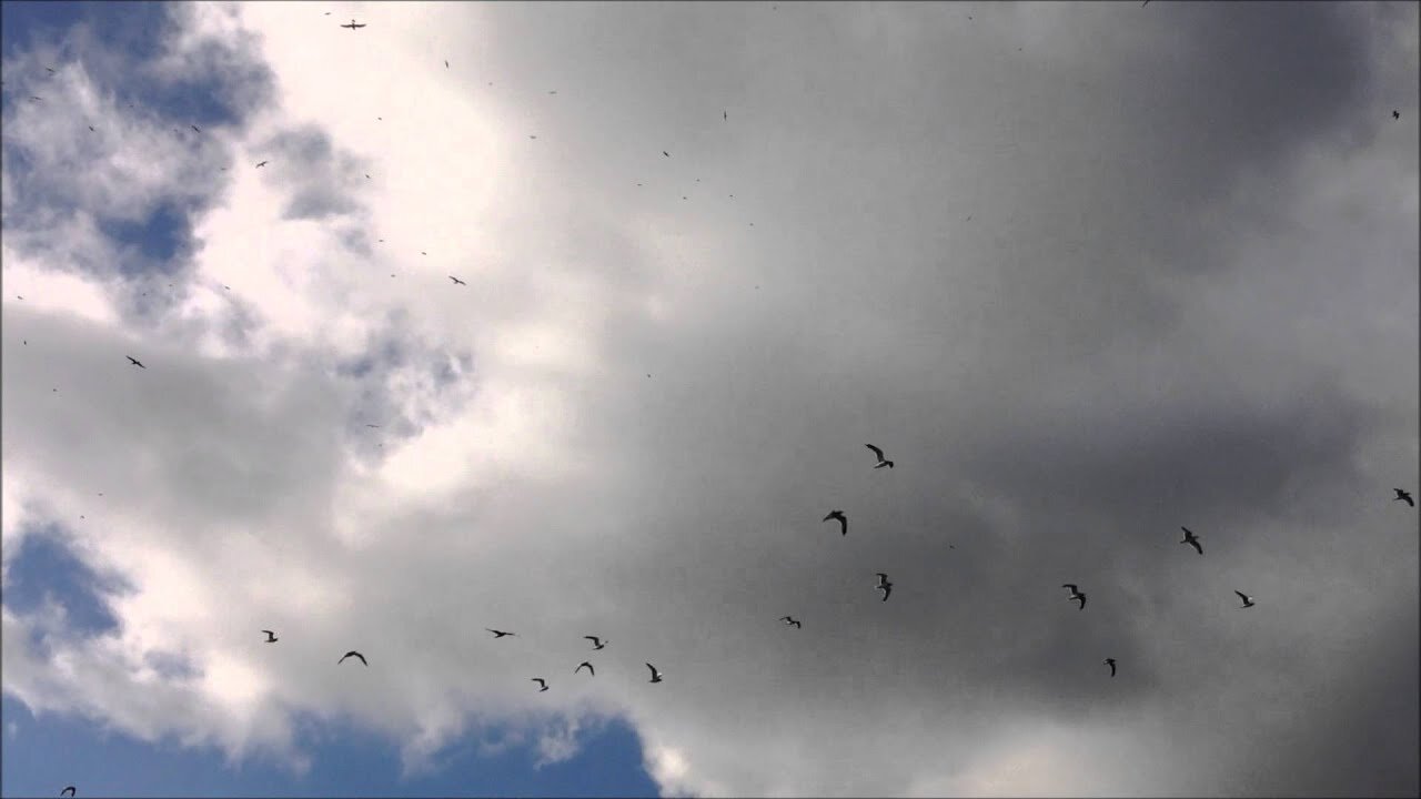 Seagulls Stacked High - A Massive Flock of Seagulls in a Field and in Open Sky!