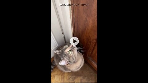 Cats Funny video 🤣