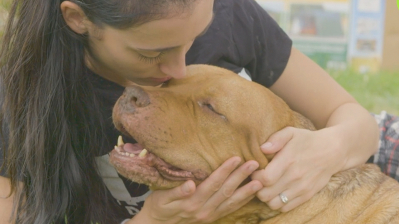 Goodbye Maia: The OG Pitbull Who Started DDK9’s | DOG DYNASTY