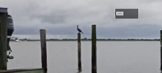 A seagull chilling on the bay