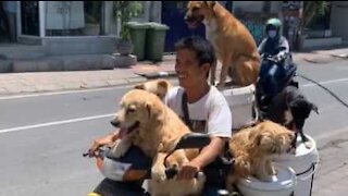 À moto, il embarque ses six chiens