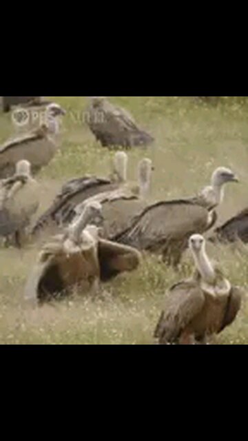 ILLEGALS COME FOR FREE LIFE