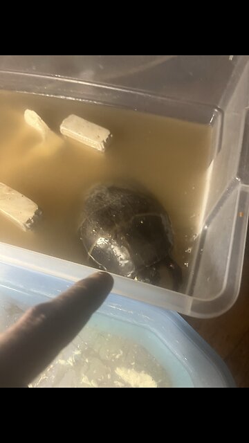 Where is Turtle #3? Finding Franklin… Where is Turtle #3? Finding Franklin: The Saga Begins....#missing #pets #turtle #franklin