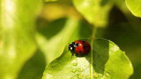 "Ladybugs: Nature's Tiny Pest Warriors"
