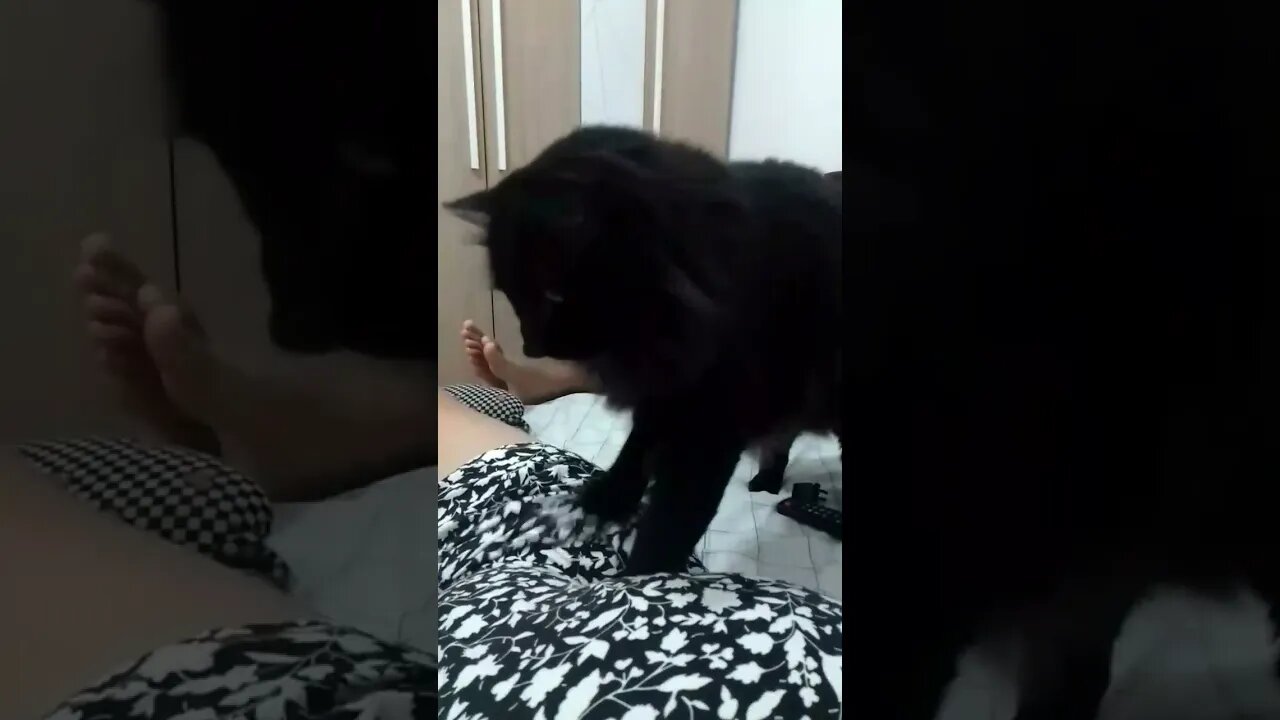 gatinho preto lindo