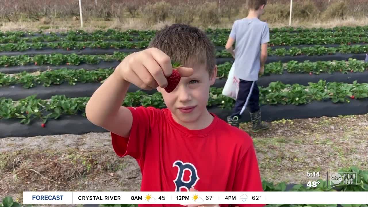 Starkey Blueberry Farm in Trinity offering pick-your-own strawberries for first time