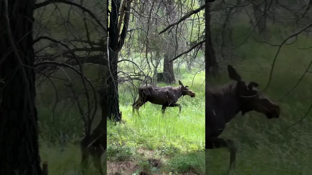 #moose #montana #wildernessliving #livingthedream #nature #homesteadinginmontana