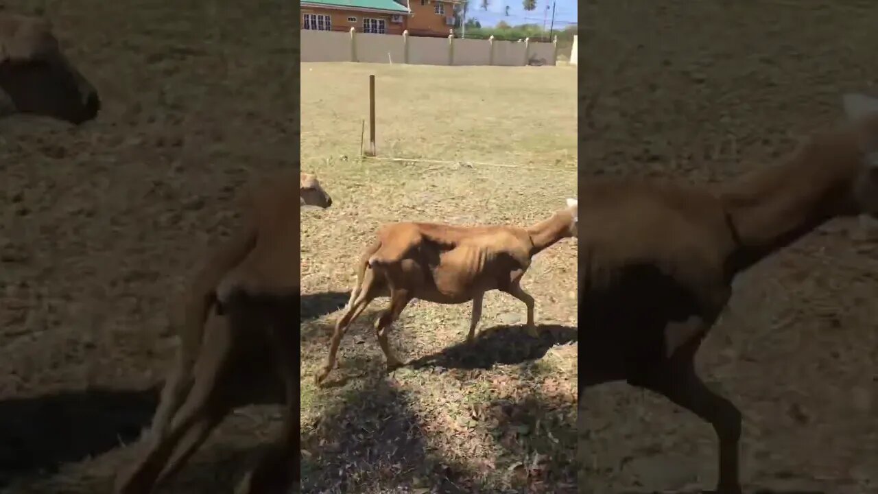 The herd marches on #viral