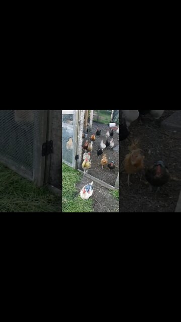 Follow Me Chickens #chickenshorts #chickens #backyardchickens