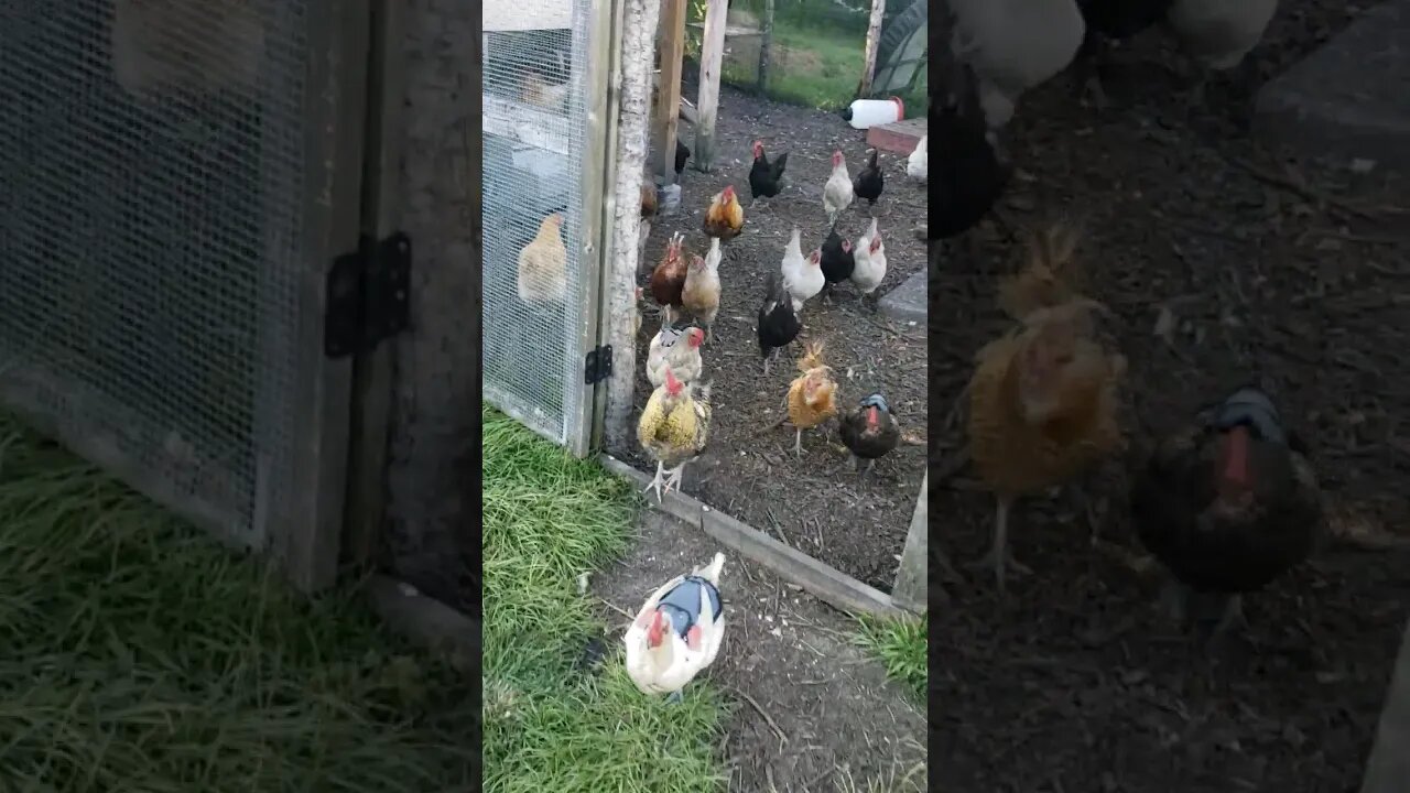 Follow Me Chickens #chickenshorts #chickens #backyardchickens