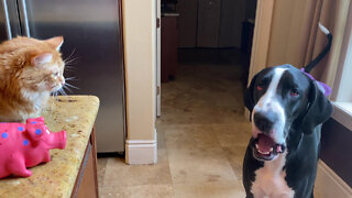 Cat Is Amused By Chatty Great Dane & Her Oinking Piggy