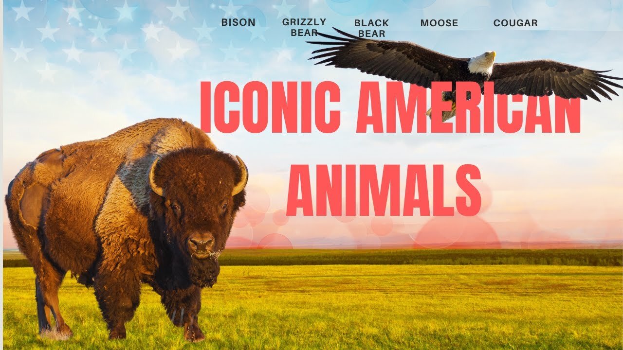 Episode 10: North America's Big Five Animals #america #amazingfacts #wildlife #animals #nature