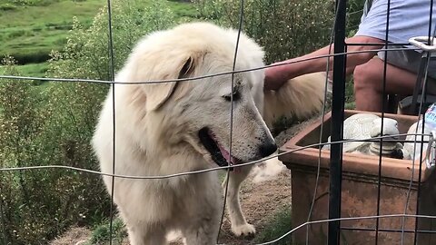 Stella Maremma getting her tail brushed