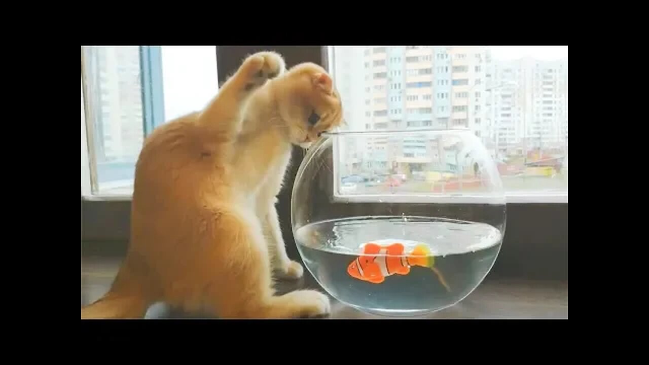 Best Funny Animal Videos Of The 2023 π€£ - Funniest Cats And Dogs Videos πΊπππΆ Funny cat & dog videos π