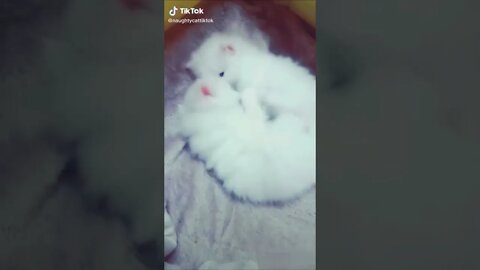 Cats video-Funny and cute cats video-Kittens #68