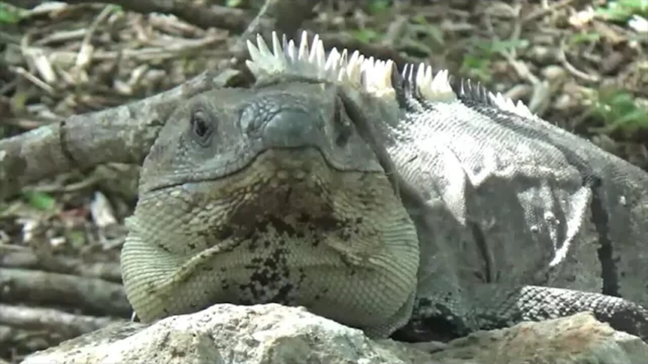 Ancient Mayan Pyramid (Uxmal) in Mexico - UNESCO World Heritage Site - Travel & Trade with RICH TV