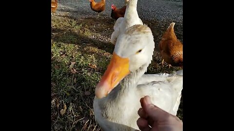 #goose #homesteading #homestead #farmanimals #farm #farmlife