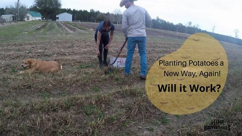 Planting Potatoes a New Way, Again! Will it Work?