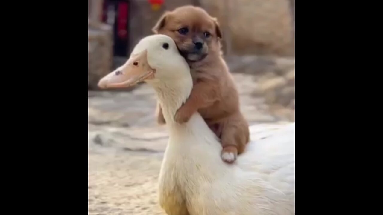 Cute baby dog playing with other Cute animals